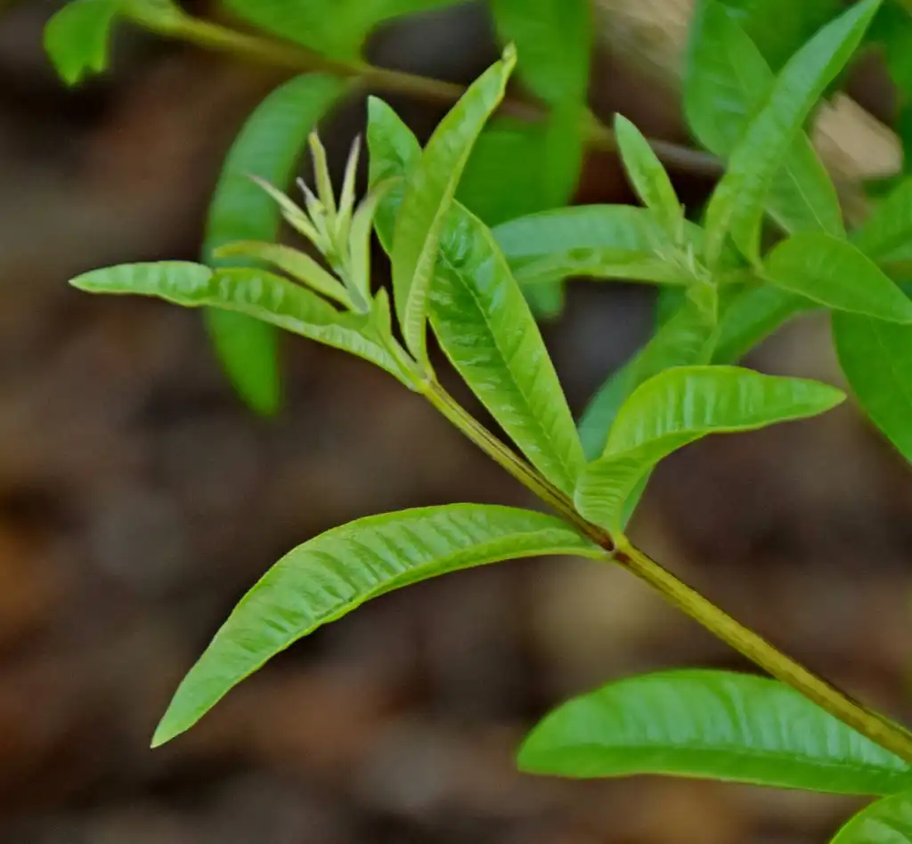 Foto de Aloysia citriodora - Leaves Close-up:Krzysztof Golik
