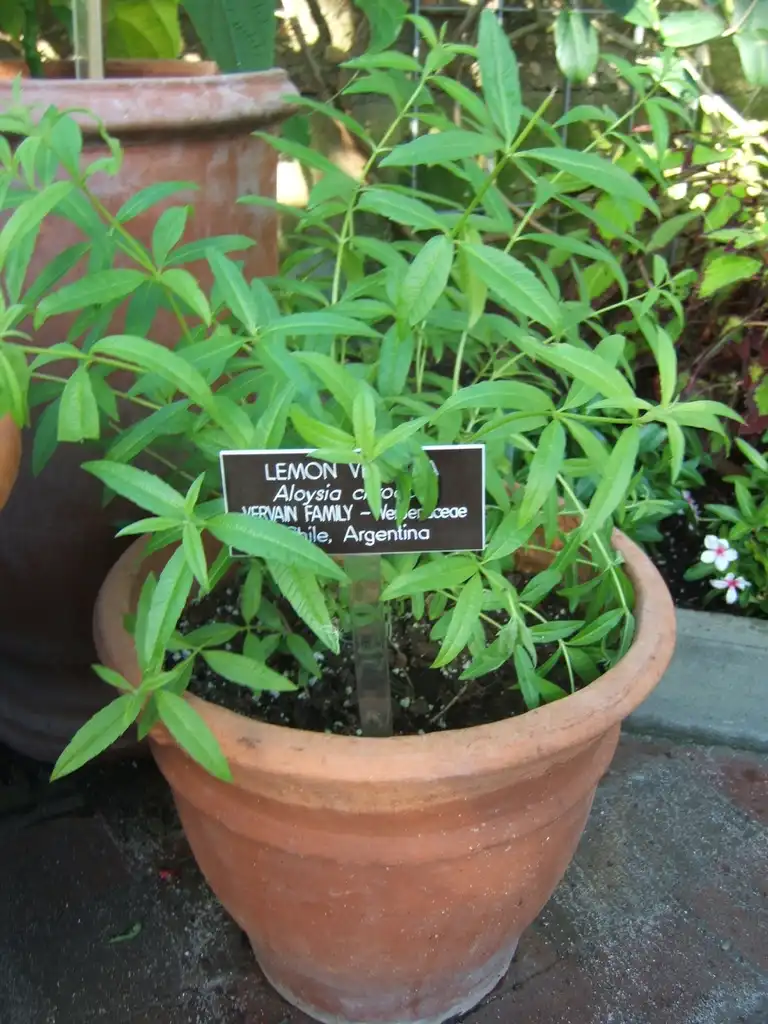 Foto de Aloysia citriodora - Young form:Mangostar
