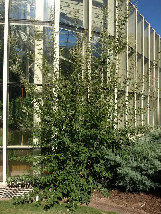 Фото Aloysia virgata (Aloysia virgatas)
