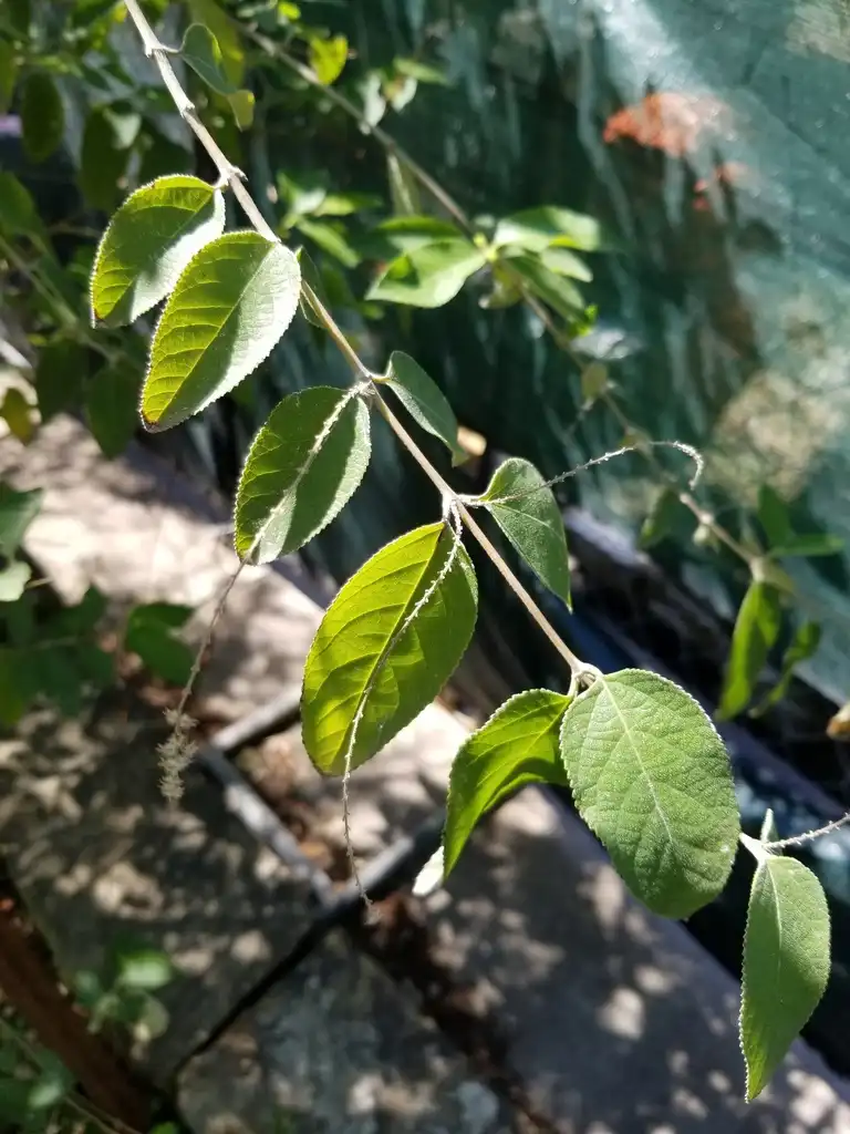 Фото Aloysia virgata (Aloysia virgatas)