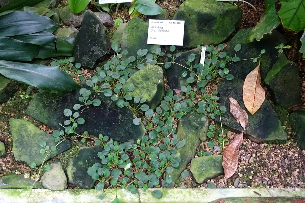 Foto de Alsobia dianthiflora (Alsobia dianthifloras)