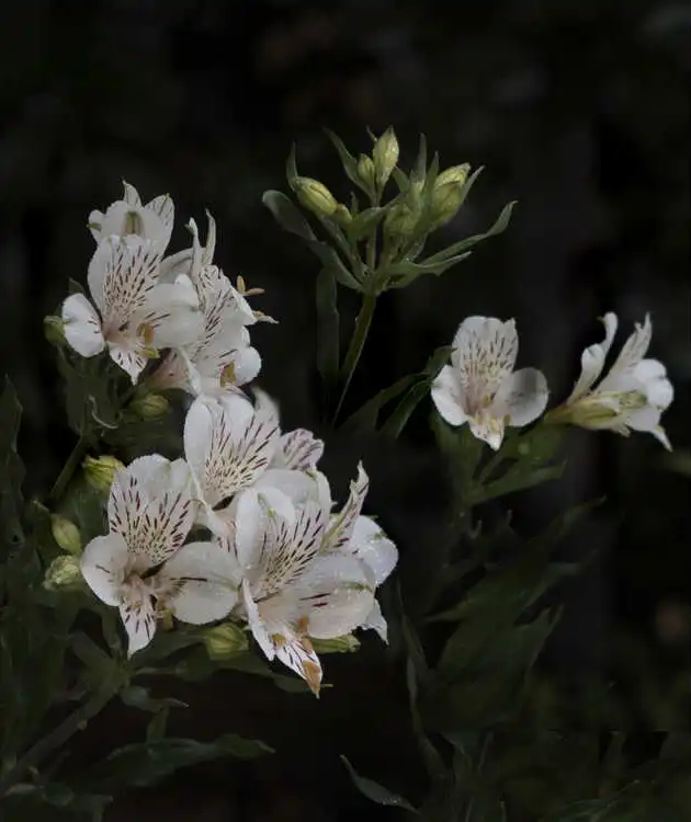 Фото Alstroemeria 'Casablanca' (Alstroemeria 'Casablanca's)