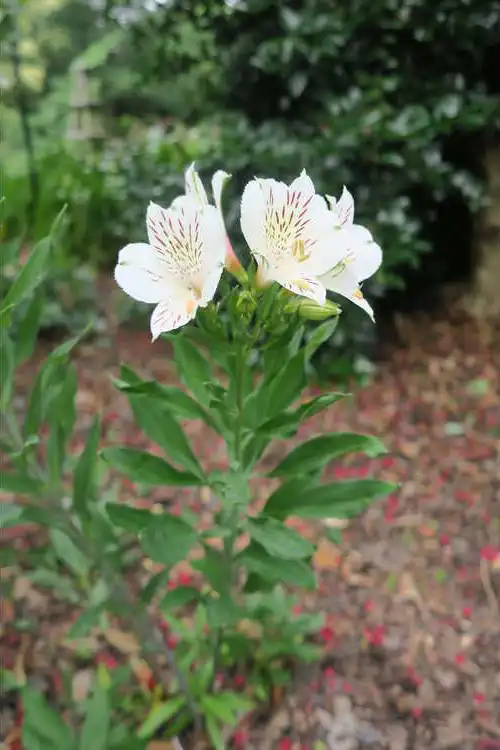 Фото Alstroemeria 'Casablanca' (Alstroemeria 'Casablanca's)