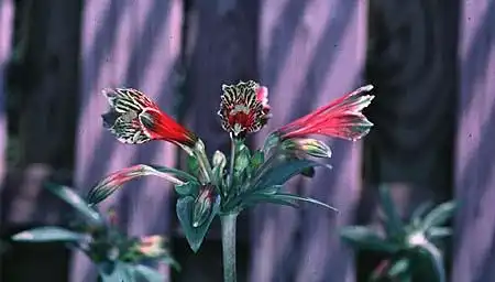 Foto de Alstroemeria hybrids (Alstroemeria hybridss)