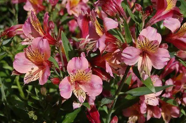 Foto de Alstroemeria hybrids (Alstroemeria hybridss)