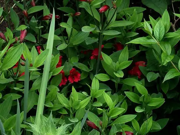 Foto de Alstroemeria hybrids - :