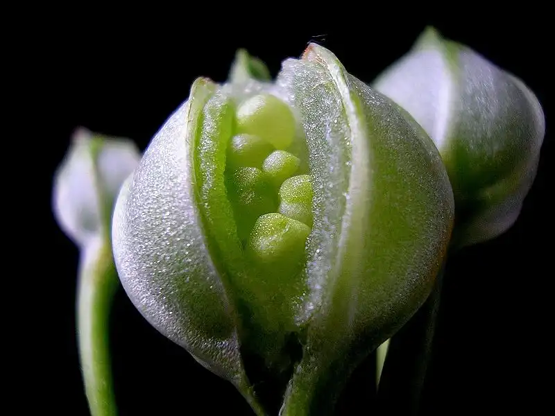 Фото Alstroemeria (Alstroemerias)