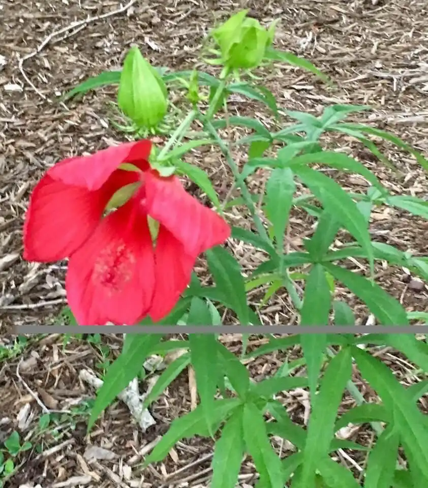 Фото Alstroemeria (Alstroemerias)