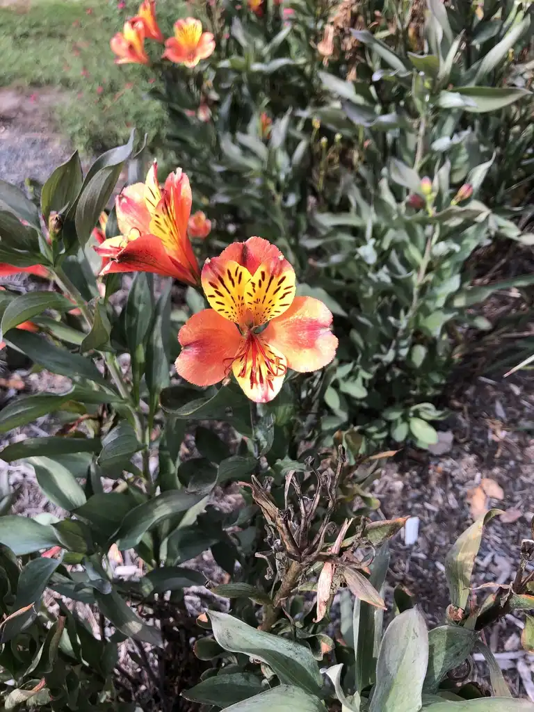 Фото Alstroemeria - 'Indian Summer' Flower (Wake County, NC):Cathy Dewitt