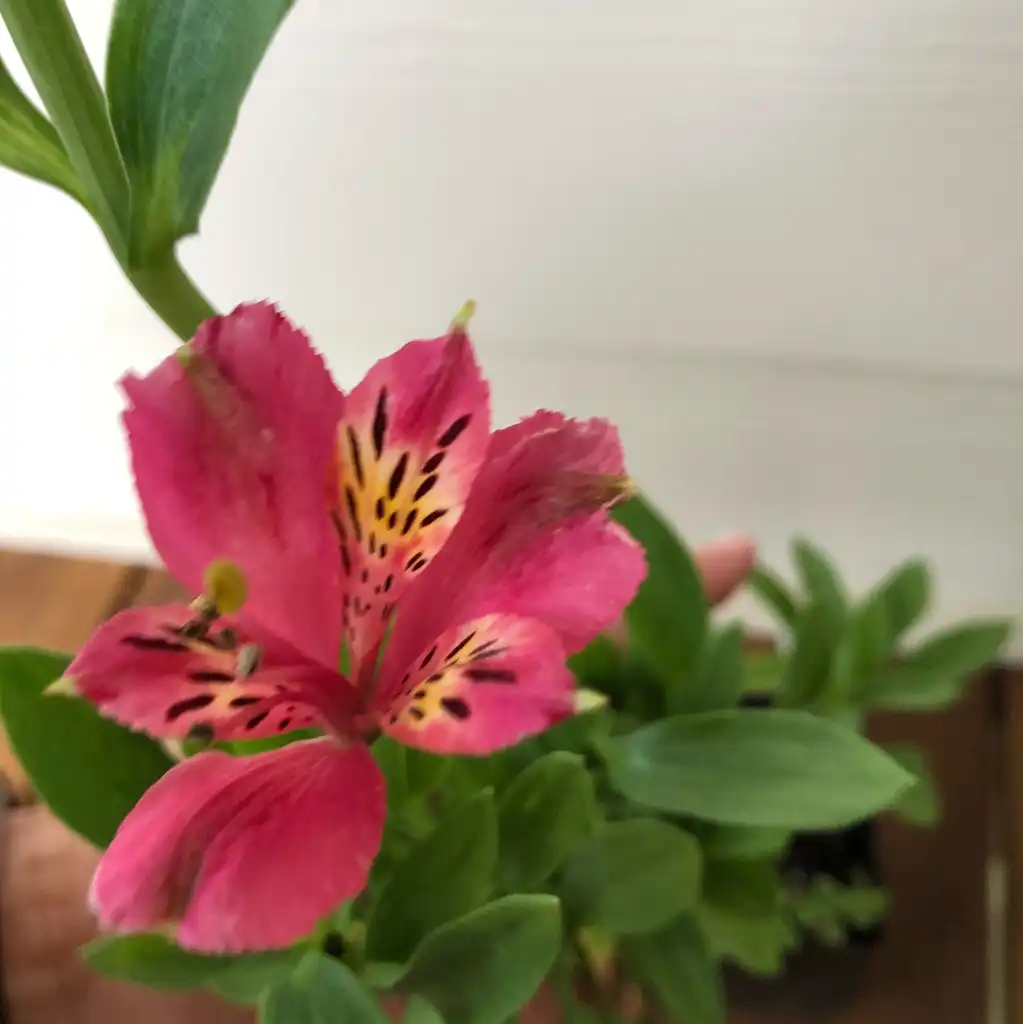 Фото Alstroemeria - 'Patricia Lynn' Flower Close-up (Warren County, NC)-Summer:Cathy Dewitt