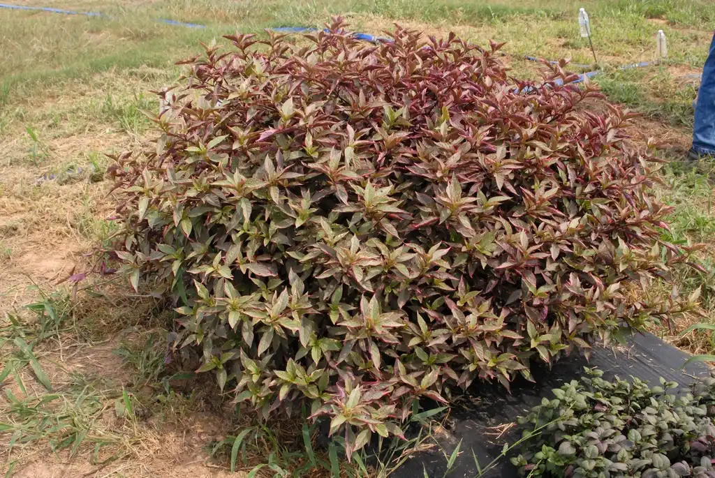 Photo of Alternanthera dentata 'Brazilian Red Hots' (Alternanthera dentata 'Brazilian Red Hots's)