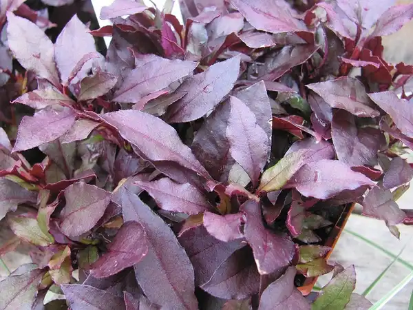Foto de Alternanthera dentata (Alternanthera dentatas)