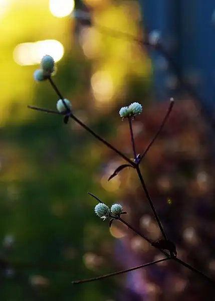Foto de Alternanthera dentata (Alternanthera dentatas)