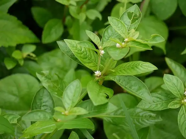 Фото Alternanthera ficoidea (Alternanthera ficoideas)