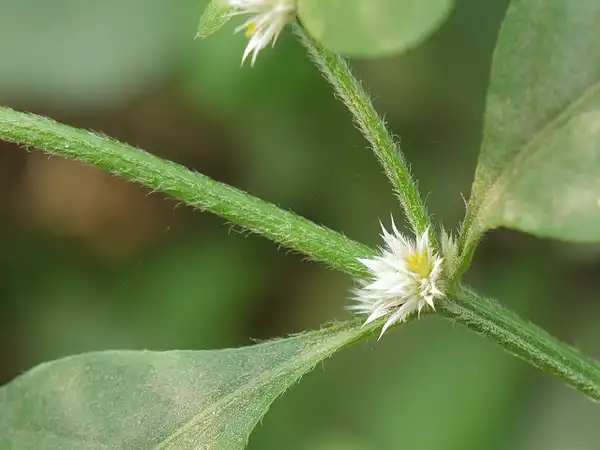 Фото Alternanthera ficoidea (Alternanthera ficoideas)