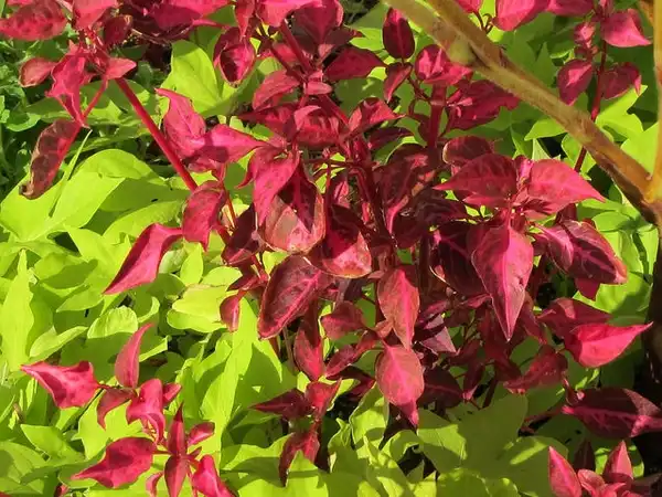 Фото Alternanthera ficoidea - Red leaves:KM
