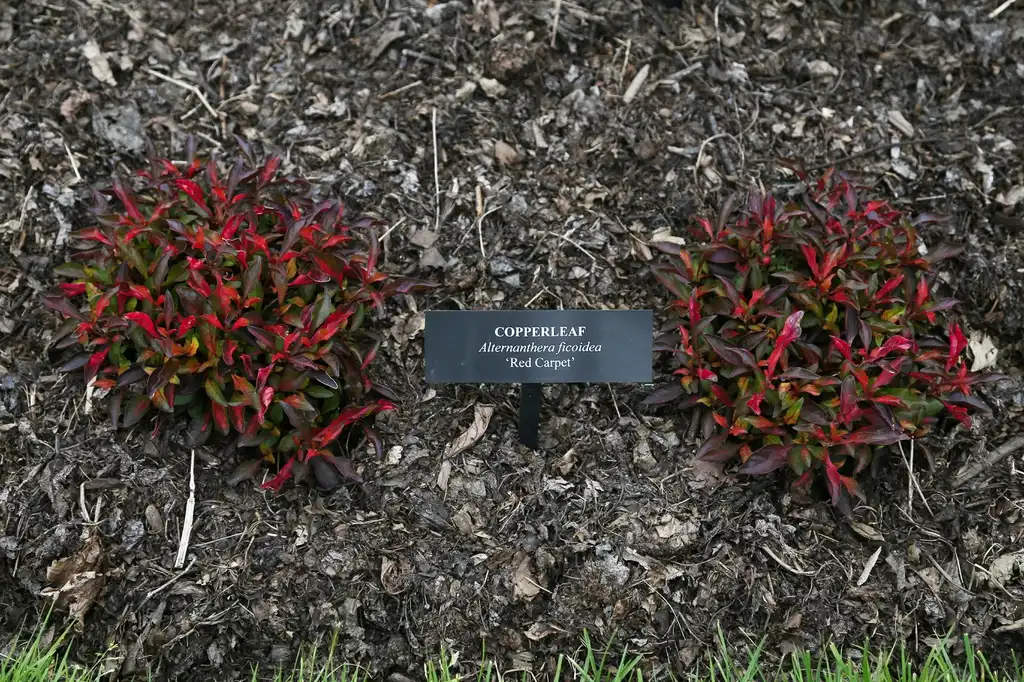 Фото Alternanthera ficoidea - 'Red Carpet':Jim, the Photographer
