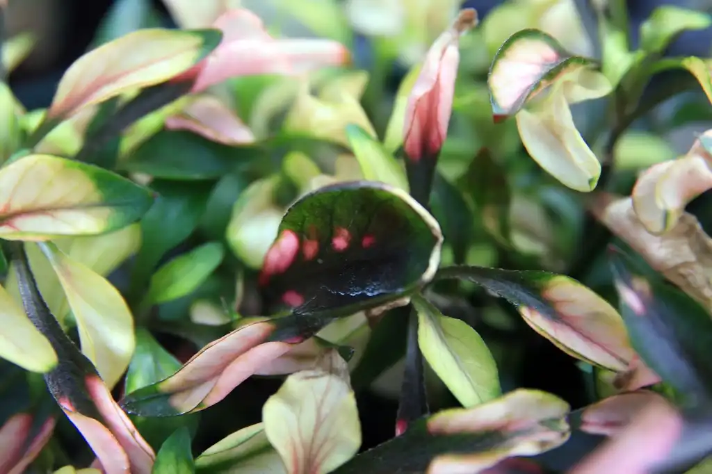Фото Alternanthera ficoidea - Variegated leaves:David J. Stang