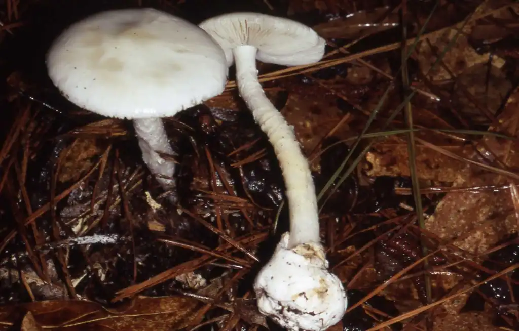 Фото Amanita bisporigera (Amanita bisporigeras)