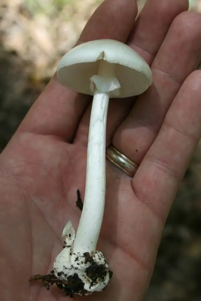 Фото Amanita bisporigera (Amanita bisporigeras)
