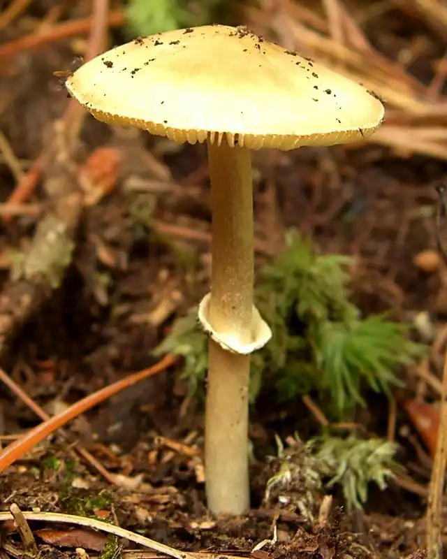 Фото Amanita bisporigera - Growth habit:Jason Hollinger