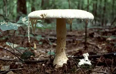Photo of Amanita chlorinosma (Amanita chlorinosmas)