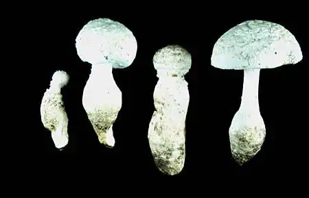 Photo of Amanita chlorinosma (Amanita chlorinosmas)