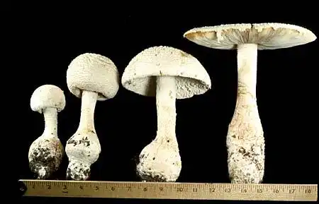 Photo of Amanita chlorinosma - :