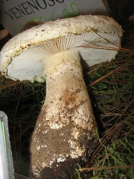Photo of Amanita chlorinosma - Plant form:Alan Rockefeller