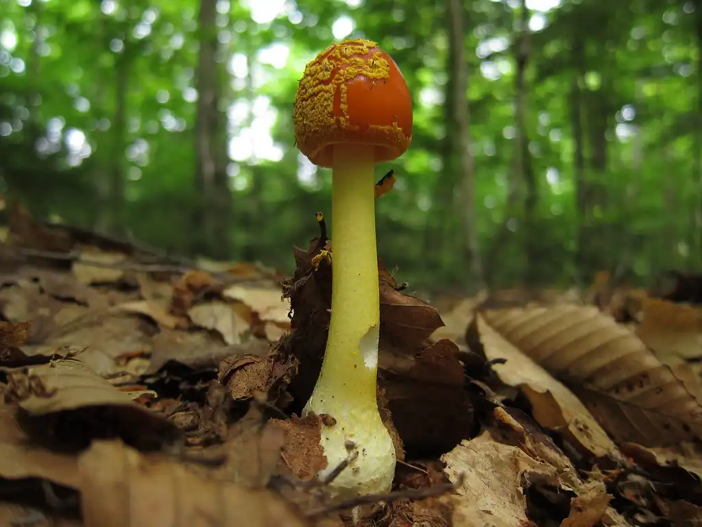 Фото Amanita flavoconia (Amanita flavoconias)
