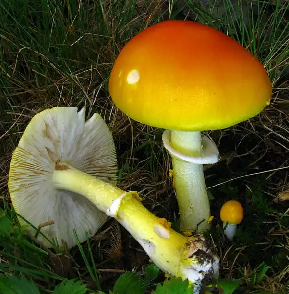 Фото Amanita flavoconia (Amanita flavoconias)