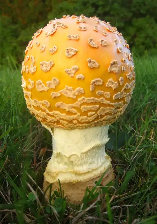 Фото Amanita flavoconia - Form:Pixabay