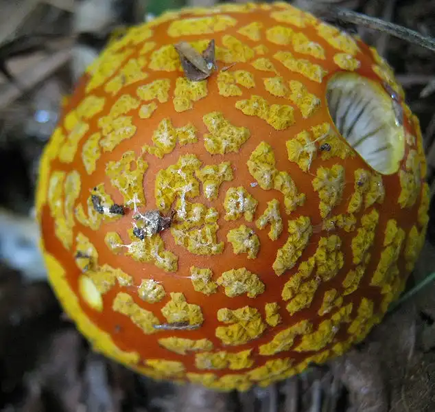 Фото Amanita flavoconia - Top:Paul Derbyshire