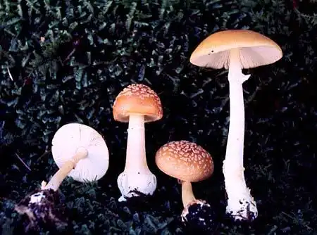 Фото Amanita flavoconia - :
