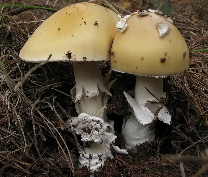 Фото Amanita gemmata (Amanita gemmatas)