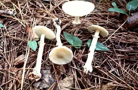 Фото Amanita gemmata (Amanita gemmatas)