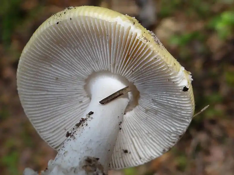 Фото Amanita gemmata - Underside:Jerzy Opiola