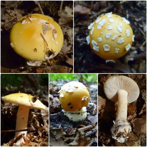Фото Amanita gemmata - :