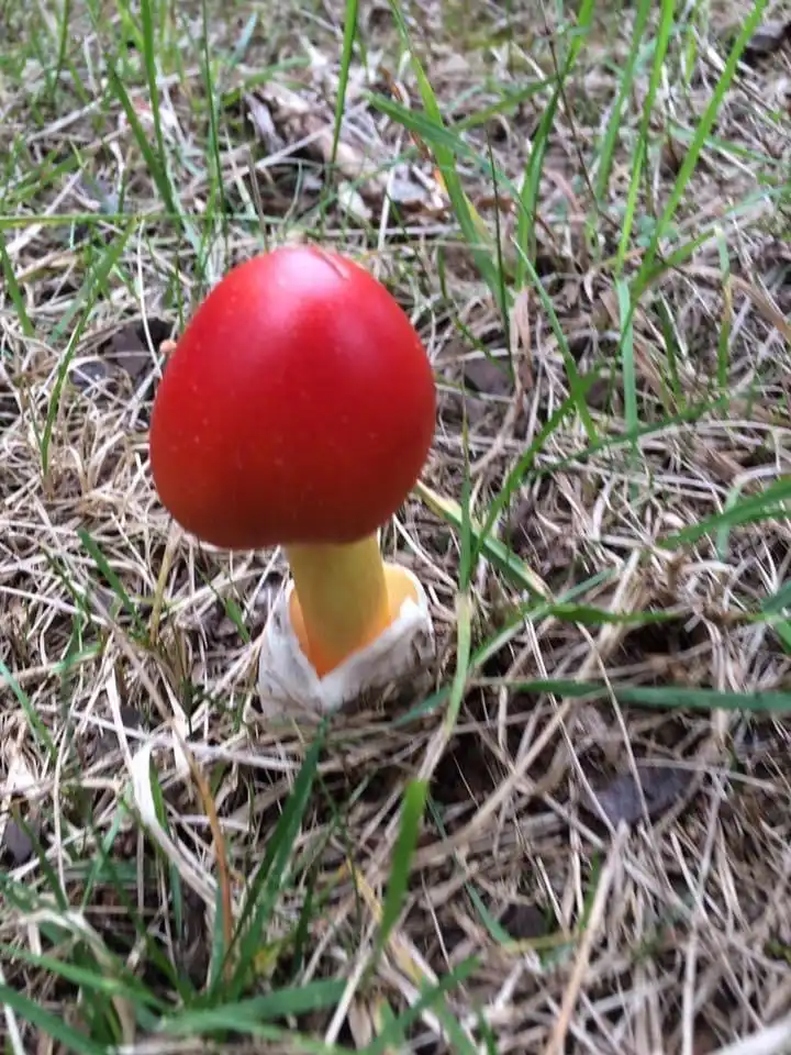Foto de Amanita jacksonii (Amanita jacksoniis)