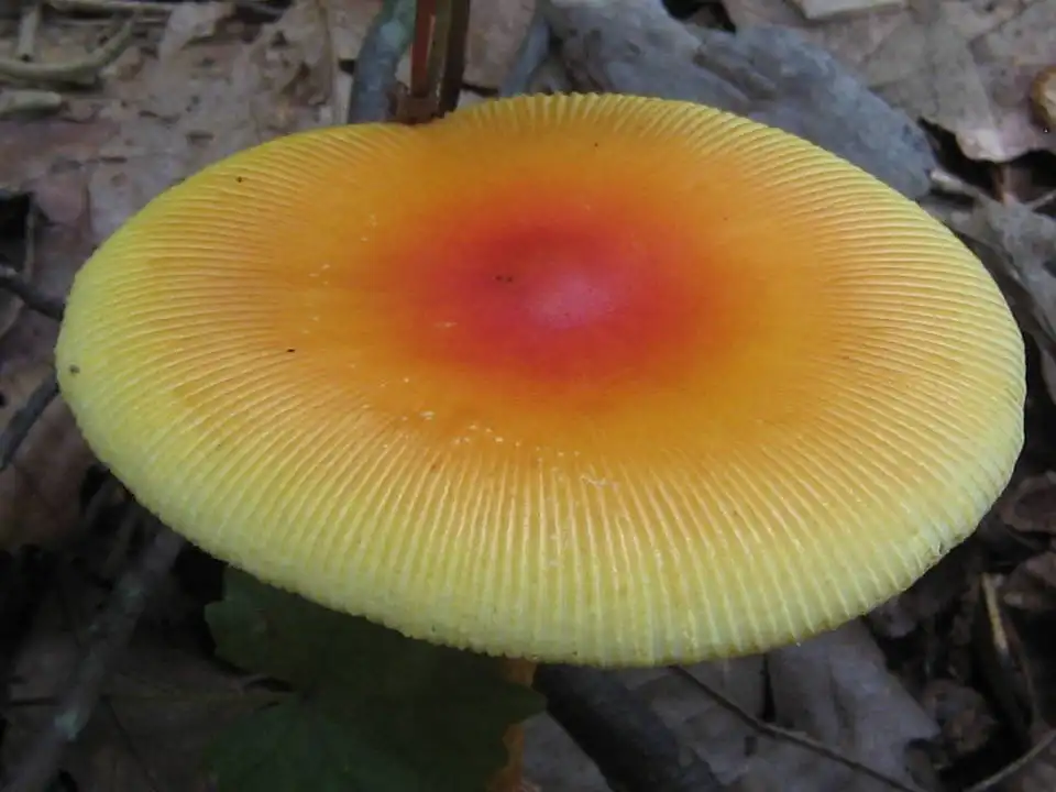 Foto de Amanita jacksonii (Amanita jacksoniis)