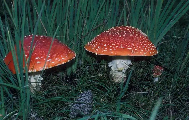 Photo of Amanita muscaria (Amanita muscarias)