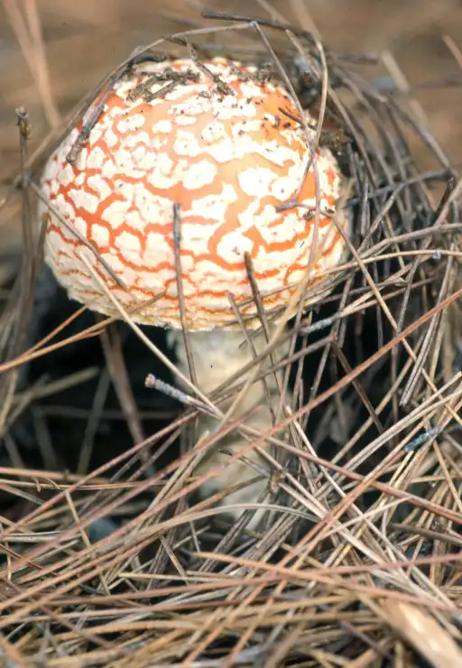 Photo of Amanita muscaria - Warts:Steven Katovich, Bugwood.Org