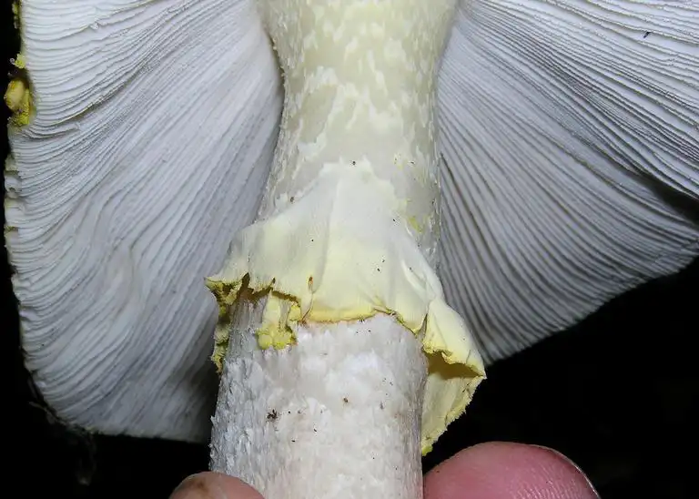 Photo of Amanita muscaria - Underside:Curtis E. Young, The Ohio State Univ., Bugwood.org
