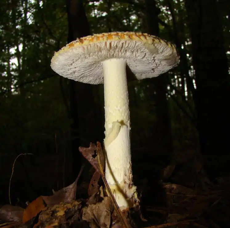 Photo of Amanita muscaria - Stem:Rebekah D. Wallace, Univ. of Georgia, Bugwood.org