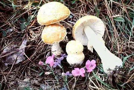 Photo of Amanita muscaria - :