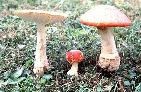 Photo of Amanita muscaria - :