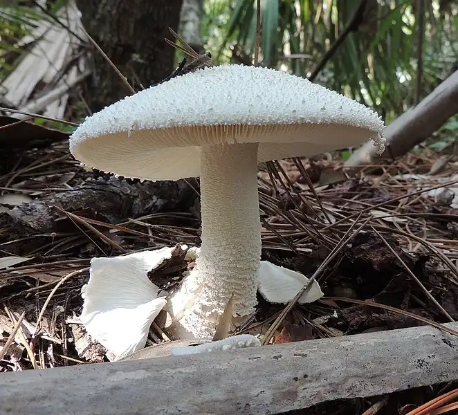Foto de Amanita polypyramis (Amanita polypyramiss)