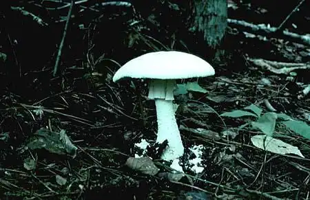 Foto de Amanita polypyramis (Amanita polypyramiss)