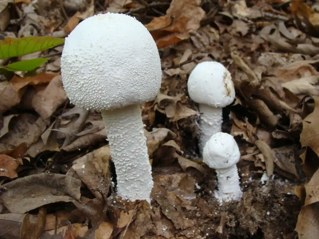 Foto de Amanita polypyramis - Amanita polypyramis close up:Patrick Harvey