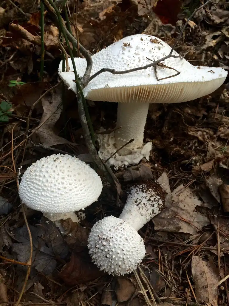 Foto de Amanita polypyramis - Amanita polypyramis mushroom:SMoubray